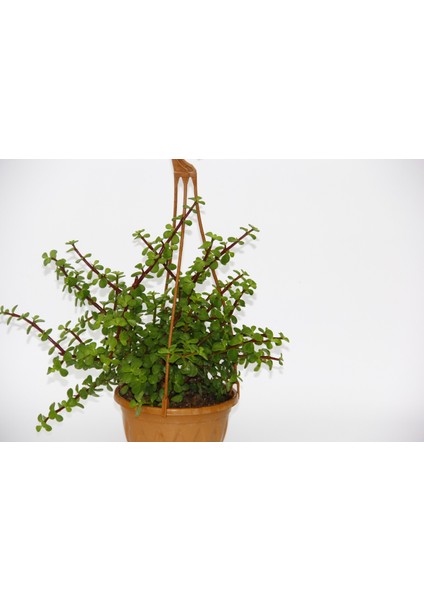 Tunç Botanik Yeşim Ağacı Crassula Portulacaria - Askılı Saksıda Hediyelik