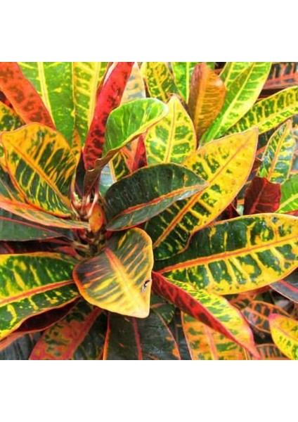 Kraton Salon Bitkisi 3 Adet - Croton Petra 30-50 cm fırsatları