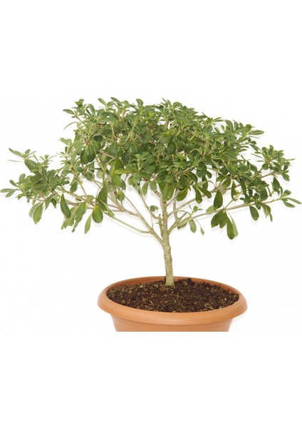Bonsai Yıldız Çalısı Pitosporum - Hediyelik Ev Ofis Bitkisi