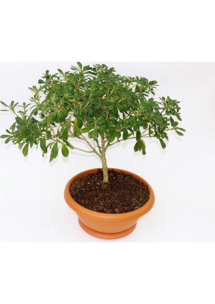 Bonsai Yıldız Çalısı Pitosporum - Hediyelik Ev Ofis Bitkisi