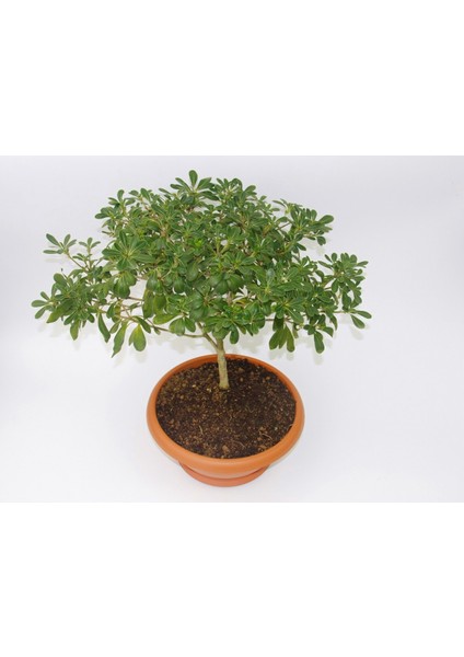 Bonsai Yıldız Çalısı Pitosporum - Hediyelik Ev Ofis Bitkisi