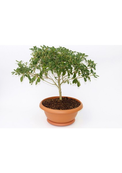 Bonsai Yıldız Çalısı Pitosporum - Hediyelik Ev Ofis Bitkisi