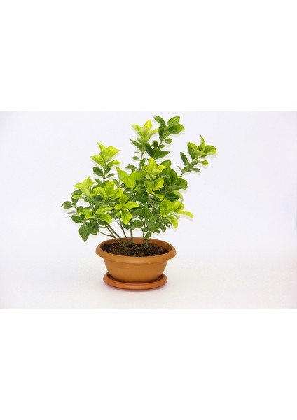 Bonsai Euonymus Japonica Aurea - Hediyelik Ev Ofis Bitkisi