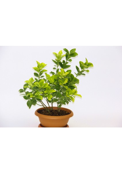 Bonsai Euonymus Japonica Aurea - Hediyelik Ev Ofis Bitkisi
