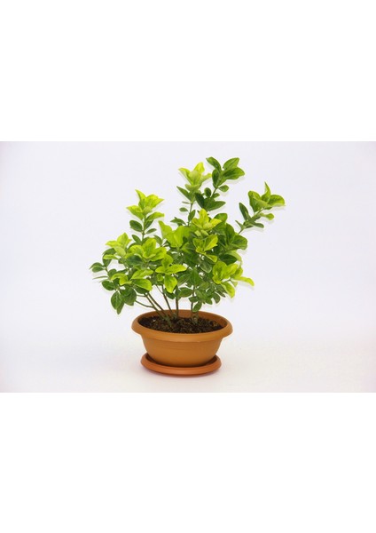 Bonsai Euonymus Japonica Aurea - Hediyelik Ev Ofis Bitkisi