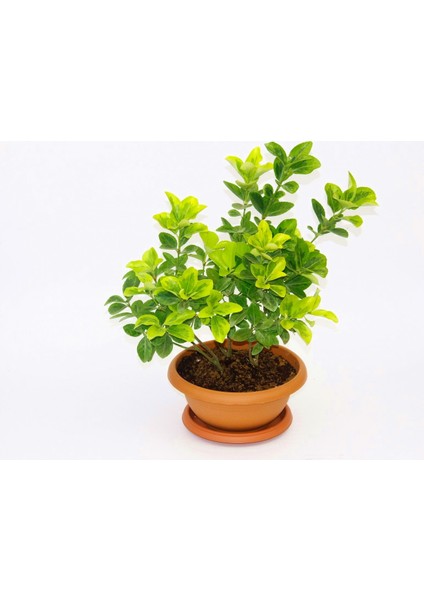 Bonsai Euonymus Japonica Aurea - Hediyelik Ev Ofis Bitkisi