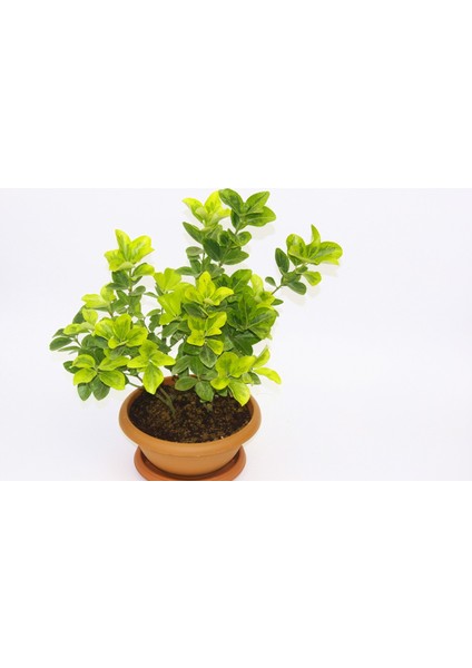Bonsai Euonymus Japonica Aurea - Hediyelik Ev Ofis Bitkisi