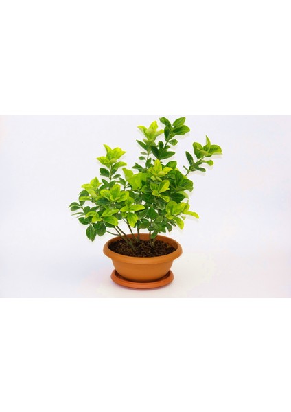 Bonsai Euonymus Japonica Aurea 5 Adet - Hediyelik Ev Ofis Bitkisi
