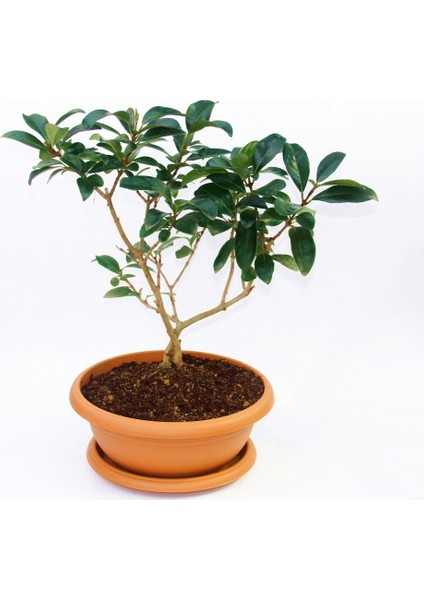 Bonsai Kartopu Lucidum Fidanı