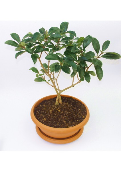 Bonsai Kartopu Lucidum Fidanı