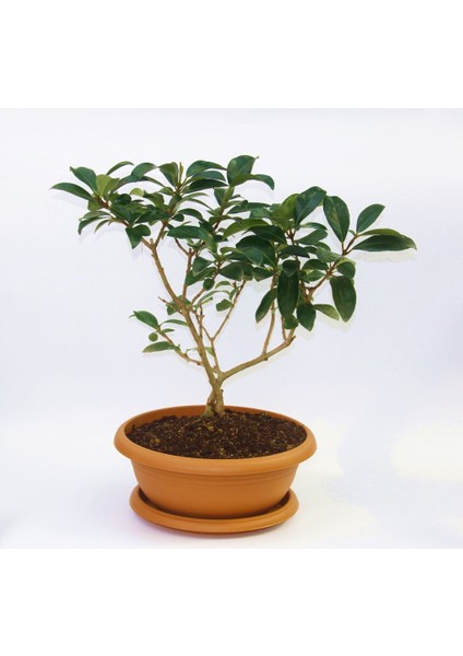 Bonsai Kartopu Lucidum Fidanı