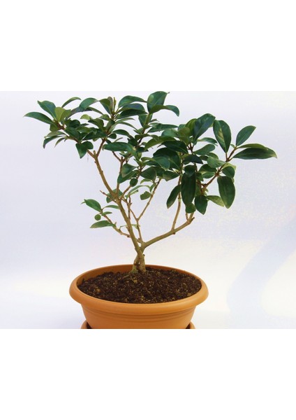 Bonsai Kartopu Lucidum Fidanı