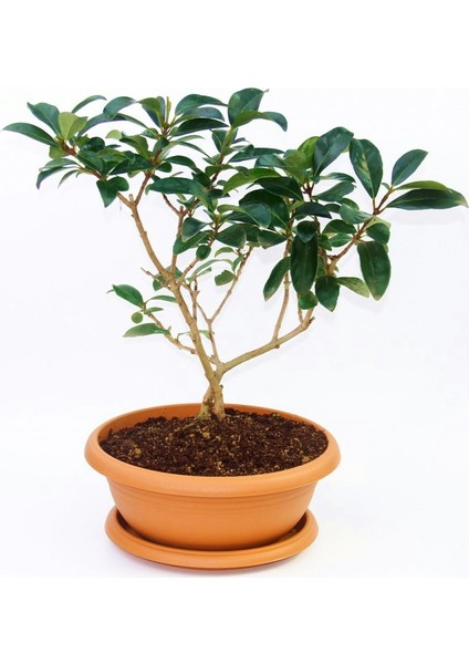 Bonsai Kartopu Lucidum Fidanı