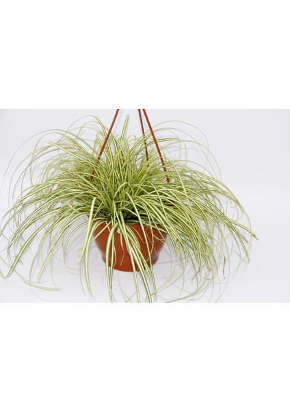 Carex Evergold Süs Çimi - Askılı Saksıda Hediyelik fırsatları