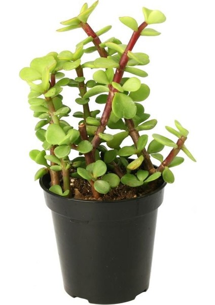 Portulacaria Afra Variegata - 5 Adet Sukulent - Teraryum Bit
