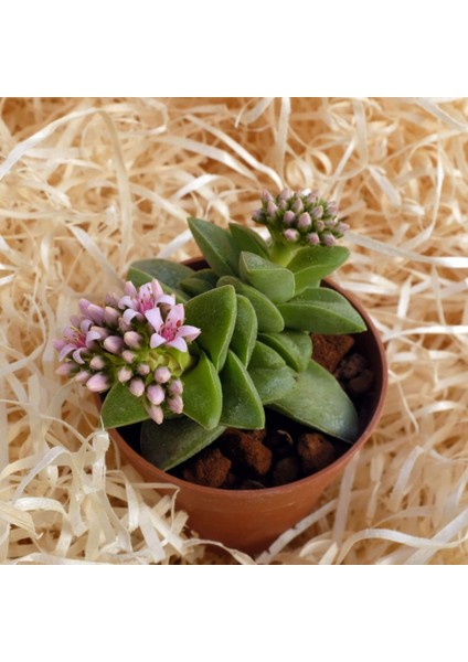 Crassula Springtime - 5 Adet Sukulent - Teraryum Bitkisi