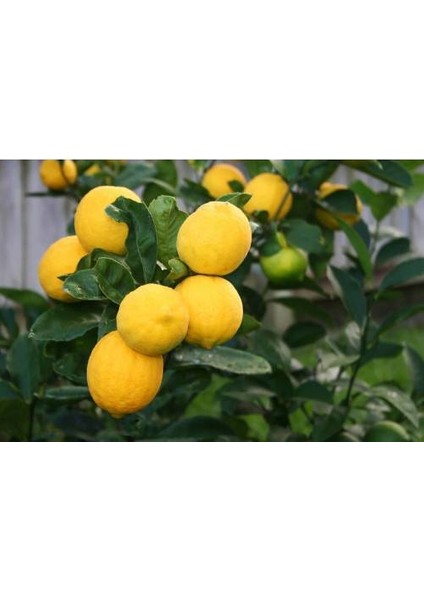 Yediveren Limon Fidanı - 3 Yaş Tüplü Fidan