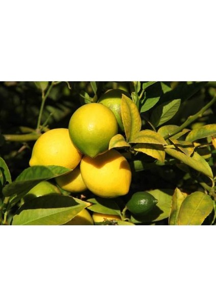 Yediveren Limon Fidanı - 3 Yaş Tüplü Fidan
