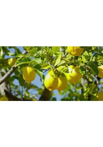 Yediveren Limon Fidanı - 3 Yaş Tüplü Fidan
