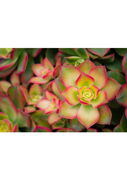 Aeonium Kiwi - 50 Adet Sukulent - Teraryum Bitkisi
