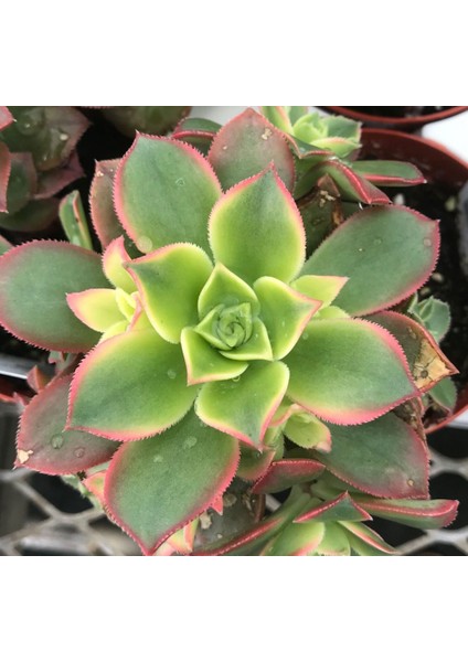 Aeonium Kiwi - 5 Adet Sukulent - Teraryum Bitkisi