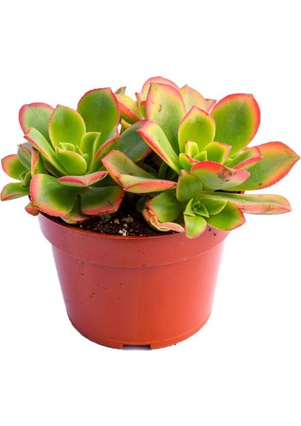 Aeonium Kiwi - 5 Adet Sukulent - Teraryum Bitkisi