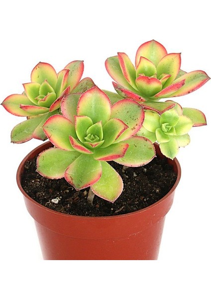 Aeonium Kiwi - 5 Adet Sukulent - Teraryum Bitkisi