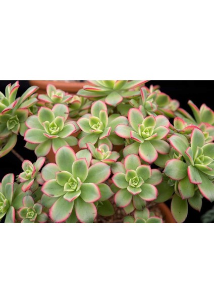 Aeonium Kiwi - 5 Adet Sukulent - Teraryum Bitkisi
