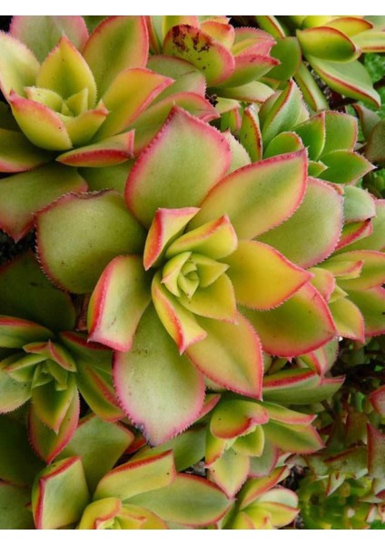 Aeonium Kiwi - 5 Adet Sukulent - Teraryum Bitkisi
