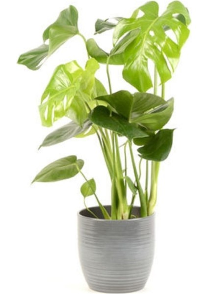 Deve Tabanı Bitkisi 60 80 cm Monstera Deliciosa Bitkisi Ev Bitkisi Ofis Bitkisi Salon Bitkisi