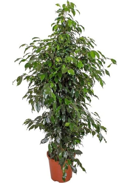 Benjamin Ficus Iç Mekan Salon Bitkisi