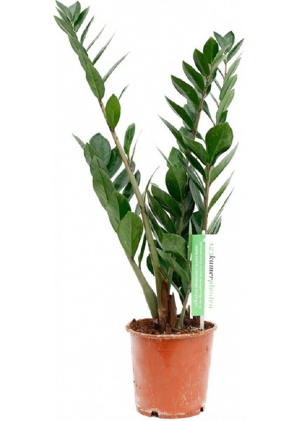 Zamia Çiçeği 40 50 cm Zeze Çiçeği Zamia Bitkisi Zamioculcas Ev Bitkisi Ofis Bitkisi Salon Bitkisi