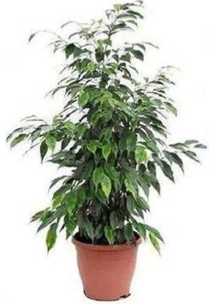 Benjamin Bitkisi 60 80 cm Ficus Benjamina Ofis Bitkisi Ev Bitkisi Salon Bitkisi