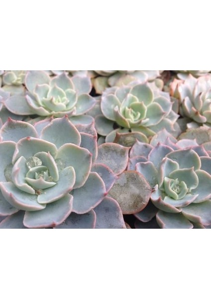 Echeveria Morning Beauty - 5 Adet Sukulent