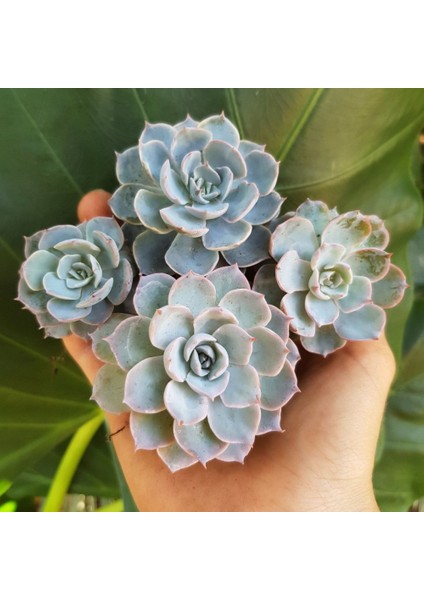 Echeveria Morning Beauty - 5 Adet Sukulent