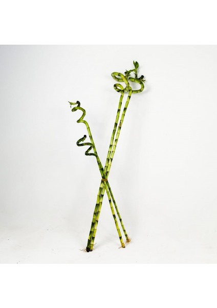 ŞANS BAMBUSU 3 ADET - 1 METRE LUCKY BAMBOO