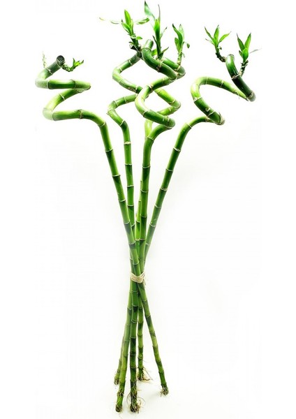 ŞANS BAMBUSU 3 ADET - 1 METRE LUCKY BAMBOO