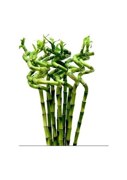 ŞANS BAMBUSU 3 ADET - 1 METRE LUCKY BAMBOO