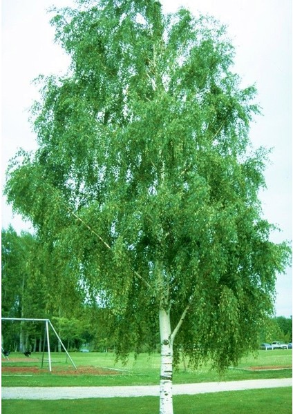 Huş Ağacı Fidanı - Betula Pendula