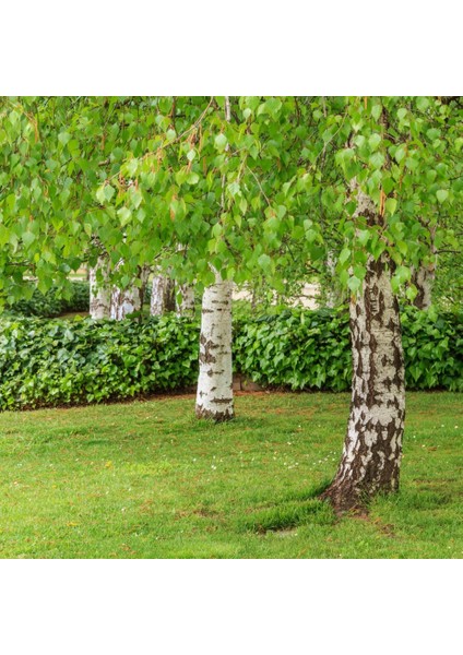 Huş Ağacı Fidanı - Betula Pendula