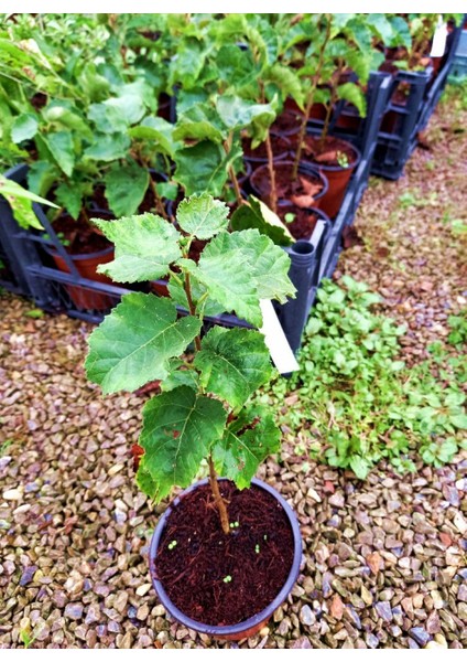 Huş Ağacı Fidanı - Betula Pendula