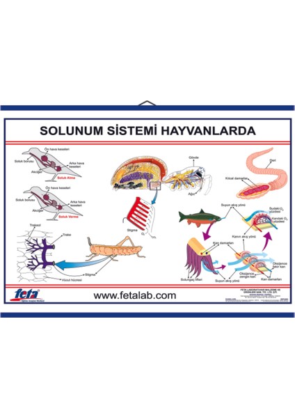 Solunum Sistemi Levhası Hayvanlarda
