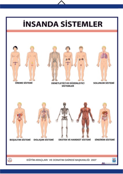 İnsanda Sistemler Levhası 70 x 100 cm