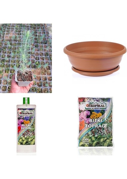 Bonsai Pinus Seti (Fidan+Bonsai Saksı+Toprak +Bitki Besini)