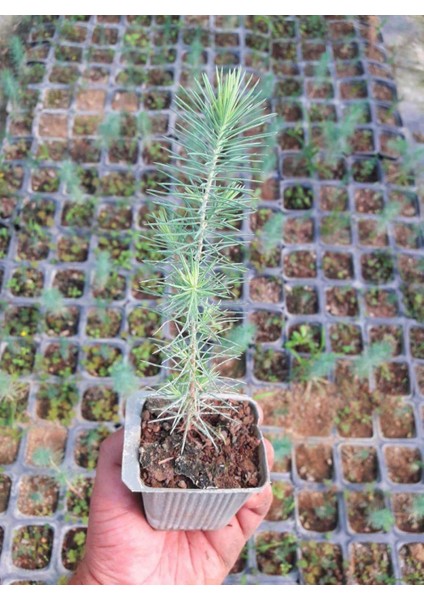 Bonsai Pinus Seti (Fidan+Bonsai Saksı+Toprak +Bitki Besini)