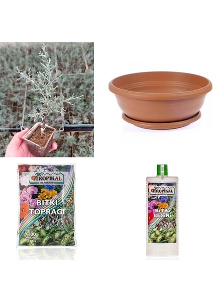 Bonsai Mavi Servi Seti (Fidan+Bonsai Saksı+Toprak +Bitki Besini)
