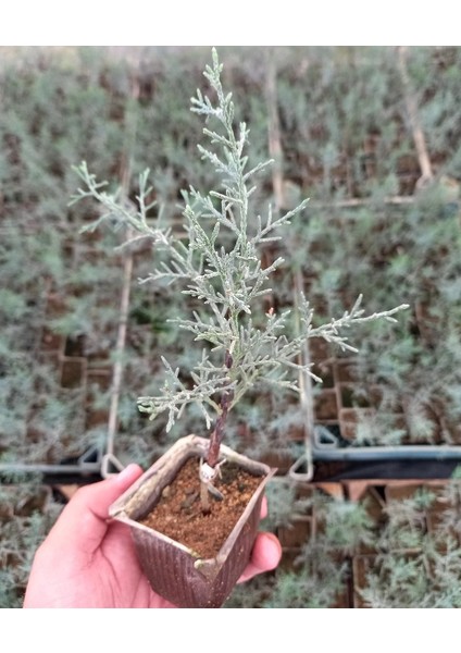 Bonsai Mavi Servi Seti (Fidan+Bonsai Saksı+Toprak +Bitki Besini)
