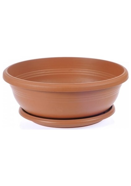 Bonsai Mavi Servi Seti (Fidan+Bonsai Saksı+Toprak +Bitki Besini)