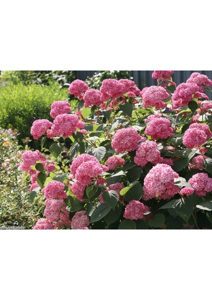 Ortanca Fidanı 1 Adet - Saksılı 20-40 cm