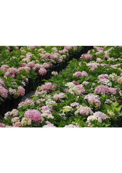 Ortanca Fidanı 1 Adet - Saksılı 20-40 cm